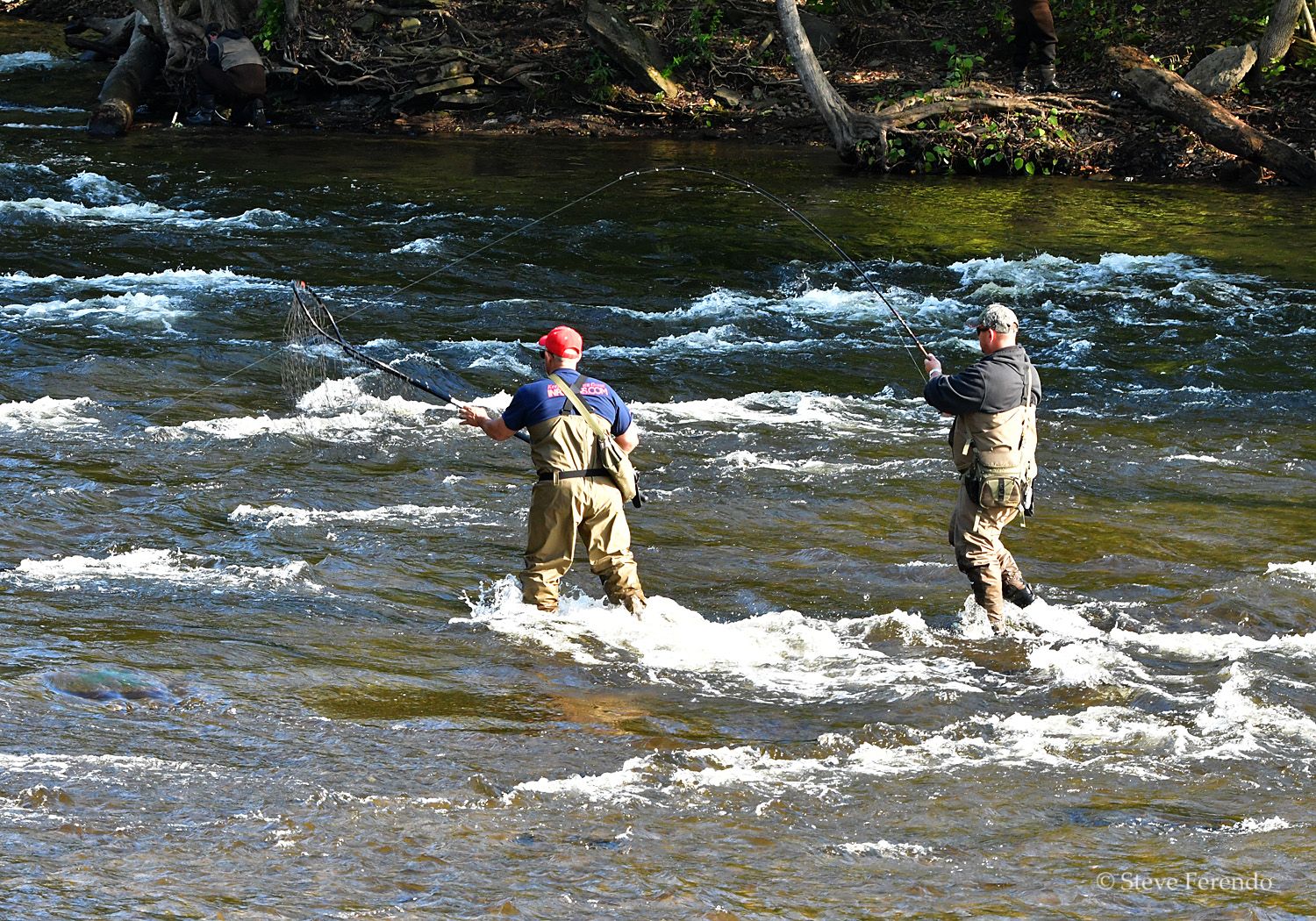 "Natural World" Through My Camera Salmon Spawning Run, Salmon River